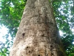 Berhasil Jual Kayu Ulin, Daeng Ngaku Miliki Koneksi dengan Oknum Aparat